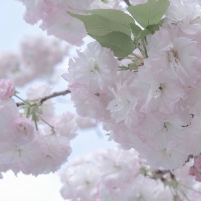 榕江福瑞交流群